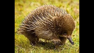 The Only Mammal That Does Not Pee #shorts #echidna #mammals #monotremes