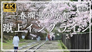 春爛漫の京都 〜 蹴上インクライン 〜 線路沿の桜並木が見頃を迎えました。桜のトンネル、蹴上インクラインの桜をご覧下さい[No.297] #京都桜