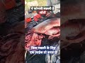 fishcutting_skills fishing_video fishcutting 1k 001 4k 60fps 90s 128 004 100 fishing