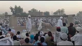 بیساکھی میلا بیل مشکی مالک ملک غلام حسین گورایہ شاباش ڈاند شاباش آج تو بیل مشکی 🌹 نے کمال کر دیا 🌾