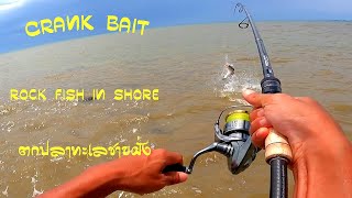 crank​ bait​ rock​ shore​ fishing​ lure​ | ตีเหยื่อ​ปลอม​ชายฝั่ง​ช่วงน้ำขุ่นแดง​ยัง​ได้มันส์​