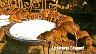 எலி கோயில் | Rat Temple in India |  கர்ணி மாதா கோயில் - Karni Mata Temple