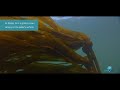 What's the Difference between Bull Kelp and Giant Kelp?