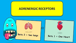 Adrenoreceptors  simplified explanations YOU should WATCH IT . #pharmacology  #adrenergic