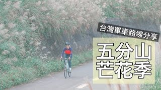 每年秋季的浪漫之約｜還沒上五分山賞芒花的看這裡！台灣單車路線分享【LindaLovesCycling】