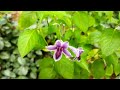 asystasia gangetica plant flowers gardening tips gaude guy