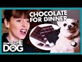 Chihuahua Eats Indian Takeaway and Chocolate for Dinner! | It's Me or the Dog