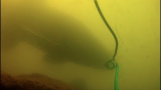 アオウオ 水中映像  利根川 江戸川 霞ヶ浦 釣り 動画 映像 gopro