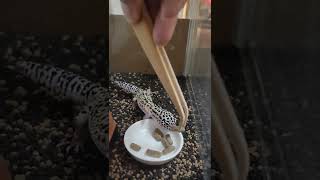 レオパ脱皮後食欲Leopard Gecko