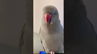 Baby female Indian Ringneck making adorable a noises and whistles