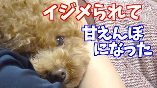 いじめられて甘えん坊になった犬がこちら　#shorts