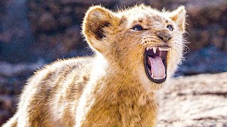 Baby Simba tries to Roar Scene - THE LION KING (2019) Movie Clip