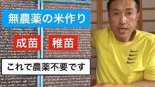 【無農薬の米作り】成苗を育てる種まき編（必見！超薄まき自作種まき機）