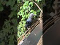 BEAUTIFUL Blue Bird At Bird Paradise In Mandai Wildlife Reserve Park In Singapore