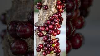 What is the best type of jaboticaba?#shorts