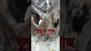 ভুতুড়ে গাছ Sotti ki 😱#bengalivlog #minivlog #viral