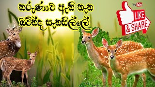 සෙනෙහස රැදුනු තැන#subscribe #shashndra immigration #nature