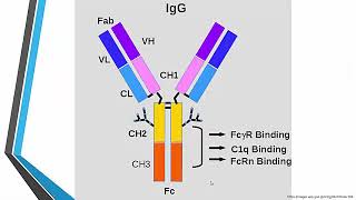 ทบทวนความรู้เพื่อสอบใบประกอบ MT สาขาภูมิคุ้มกัน 4/7