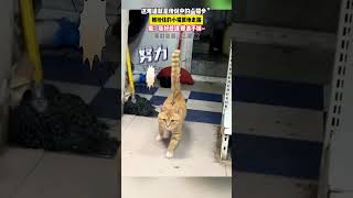 这难道就是传说中的猫步？ #动物的迷惑行为 #猫咪 #猫猫祟祟