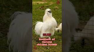 Roosters of various chicken breeds from Welsummer + Bielefelder to Dutch bantam + Bresse Gauloise