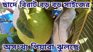 ছাদে অসংখ্য বিরাট বড় বড় সাইজের পিয়ারা ঝুলছে // এক একটার সাইজ দেখলে চমকে যাবেন।