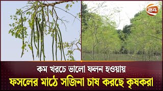 ফসলের মাঠে সজিনা চাষ করে লাভবান যশোরের কৃষকেরা | Drumstick | Moringa | Jessore | Channel 24