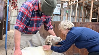 Dec. 17, 2023: Sheep Shearing