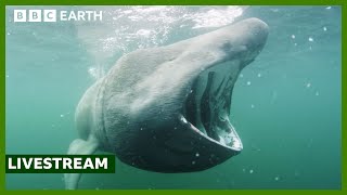 🔴 LIVE: Exploring the North Atlantic | North Atlantic: The Dark Ocean | BBC Earth