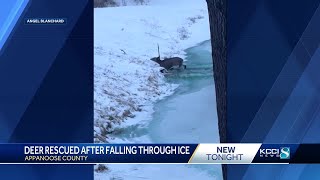 WATCH: Iowa couple captures deer rescue on camera