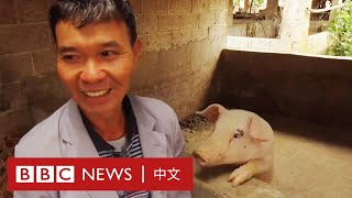 非洲豬瘟：曾有百餘頭豬的豬農，如今豬棚只剩一頭母豬－ BBC News 中文