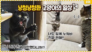 진짜 니넨 이해할 수가 없닼ㅋㅋㅋㅋㅋㅋㅋ냥청냥청한 고양이의 일상들