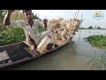 বোতল দিয়ে চিংড়ি মাছ ধরার কৌশল chingri mach shrimp fishing bottle traps fishing fishingvideo