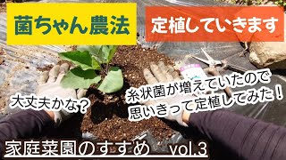 糸状菌で菌ちゃん野菜　家庭菜園のすすめvol.3　定植していきます　５月　6月