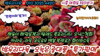 방우리다육에 사이즈좋은 중대품 다육이 오늘은 싸요!! 놀라운가격 특가로 만나요