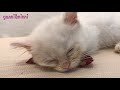 고양이 카페에 갔다냥~ 고양이 집사로 변신한 간니닌니~ 고양이 카페 후기 cat cafe 고양이 새끼 애교 놀아주기 놀이 동영상