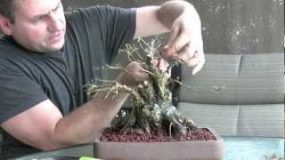 How To Bonsai - Make a Bonsai Tree How To Bonsai - Make a Bonsai Tree