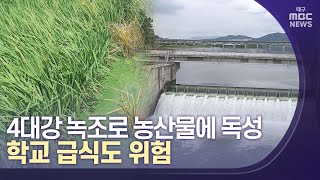 [대구MBC뉴스] 4대강 녹조, 학교 급식도 위협