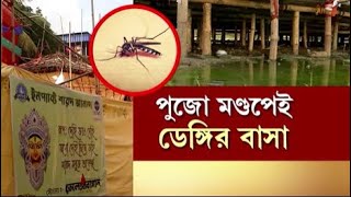 Dengue in Kolkata: Durga Puja র মণ্ডপেই ডেঙ্গির বাসা! পুরসভার হুঁশিয়ারির পরেও কেন এই ছবি?