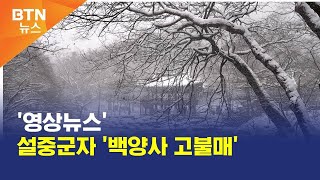 [BTN뉴스] '영상뉴스' 설중군자 '백양사 고불매'