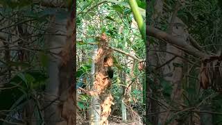 Sparrow nest /# കുരുവി കൂട്/#short video