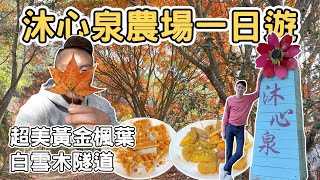 【ManLife】台中新社沐心泉休閒農場一日遊｜冬季限定黃金楓葉隧道 白雪木 繡球花Taichung one day tour 《阿滿生活｜台中》