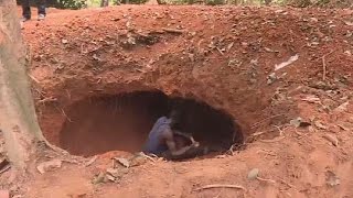 Ivory Coast: Illegal gold digging destroying cocoa plantations