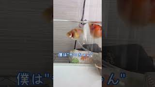 自己紹介するよ　金魚にアテレコしてみた #ピンポンパール #金魚 #金魚飼育 #animals #アクアリウム #おもしろ動画 #癒し