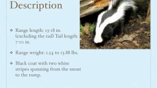 Striped Skunk  Mephitis mephitis