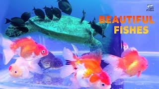 Most BEAUTIFUL FISHES In The World 🐠 🐠