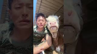WHAT IS THIS?😂😂  #share #shorts #viral #youtubeshorts #youtube #cow #trending #like