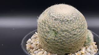 Mammillaria lenta