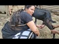 how to goat prapre method for milk milking by hands