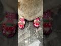 do my slippers look good dog corgi pet pets