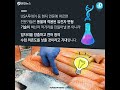 미국 유전자변형 연어 수입 허가…다시 불거진 gmo 논란 연합뉴스 yonhapnews